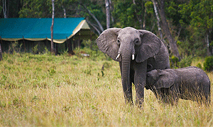 12 Days 11 Nights Kenya Safaris by Road