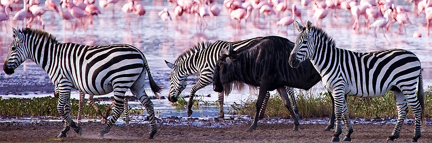 2-days-tanzania-safaris 2 Days 1 Night Tanzania Safaris