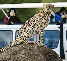 3 Days 2 Nights Masai Mara Game Reserve Budget Joining Safari from Mombasa
