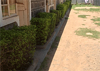 4DSem Acacia Accommodation – Lake Baringo