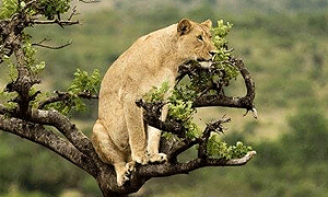 2 Days 1 Night Rwanda Safaris Tours