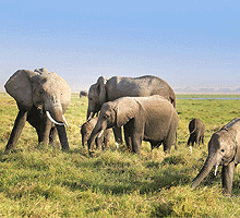3 Days 2 Nights Amboseli National Park Budget Joining Safari