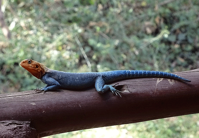 amboseli-national-park-kenya-agama-lizards Amboseli National Park Kenya Tanzania Border | Mount Kilimanjaro Safaris