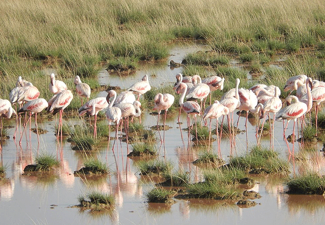 amboseli-national-park-kenya-greater-and-lesser-flamingo Amboseli National Park Kenya Tanzania Border | Mount Kilimanjaro Safaris