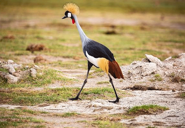 amboseli-national-park-kenya-grey-crowned-cranes Amboseli National Park Kenya Tanzania Border | Mount Kilimanjaro Safaris