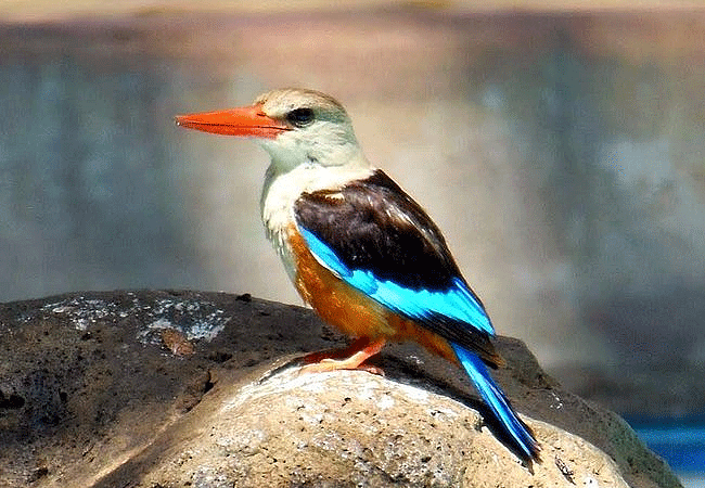 amboseli-national-park-kenya-grey-headed-kingfisher Amboseli National Park Kenya Tanzania Border | Mount Kilimanjaro Safaris