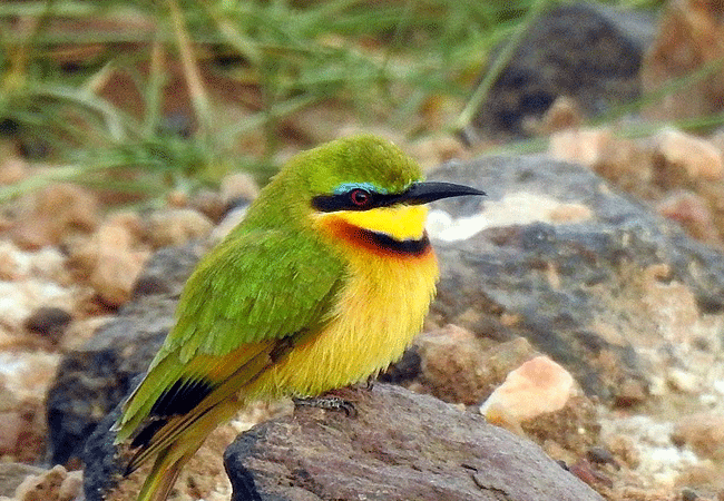 amboseli-national-park-kenya-little-bee-eater Amboseli National Park Kenya Tanzania Border | Mount Kilimanjaro Safaris