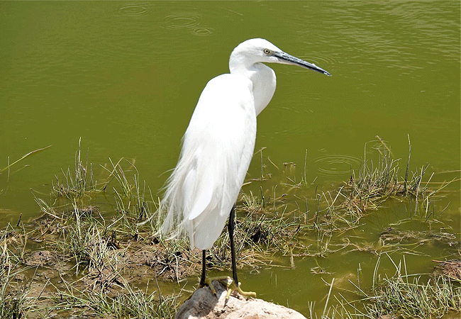 amboseli-national-park-kenya-little-egret Amboseli National Park Kenya Tanzania Border | Mount Kilimanjaro Safaris