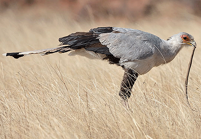 amboseli-national-park-kenya-secretary-bird Amboseli National Park Kenya Tanzania Border | Mount Kilimanjaro Safaris