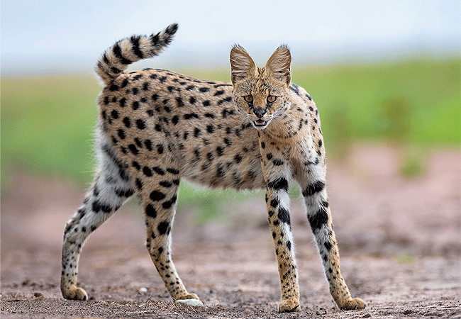 amboseli-national-park-kenya-serval-cat Amboseli National Park Kenya Tanzania Border | Mount Kilimanjaro Safaris