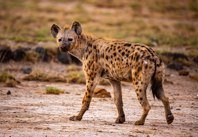 amboseli-national-park-kenya-spotted-hyena Amboseli National Park Kenya Tanzania Border | Mount Kilimanjaro Safaris