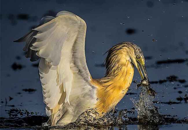 amboseli-national-park-kenya-squacco-heron Amboseli National Park Kenya Tanzania Border | Mount Kilimanjaro Safaris