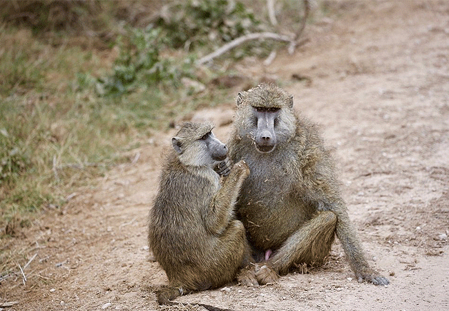 amboseli-national-park-kenya-yellow-baboon Amboseli National Park Kenya Tanzania Border | Mount Kilimanjaro Safaris