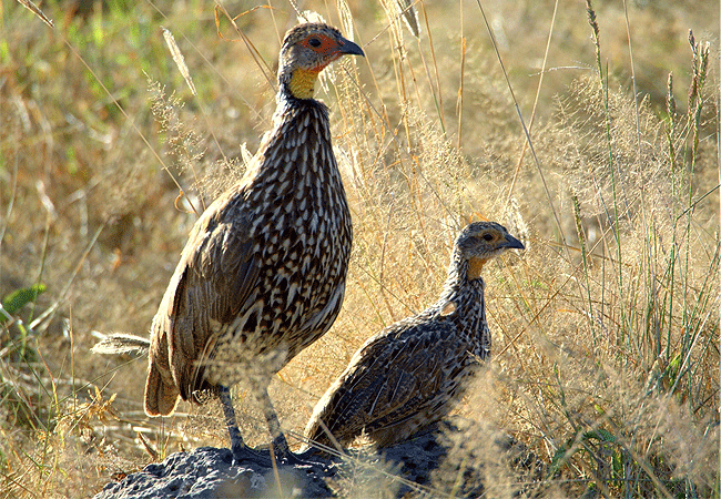 amboseli-national-park-kenya-yellow-necked-spurfowl Amboseli National Park Kenya Tanzania Border | Mount Kilimanjaro Safaris
