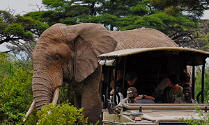 2 Days 1 Night Tanzania Safari – Tarangire National Park & Arusha National Park (Driving) From Arusha or Moshi