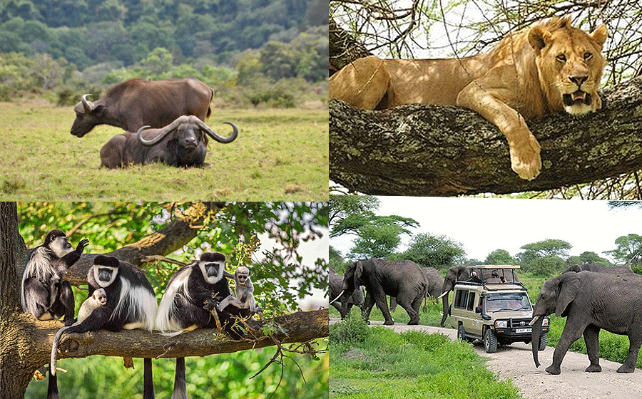 arushl-park-tanzania Arusha National Park