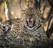 4 Days 3 Nights Masai Mara & Lake Nakuru Budget Joining Safari