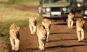12 Days 11 Nights Kenya & Tanzania Bush & Beach Fly-in Luxury Safari Masai Mara, Serengeti, Ngorongoro & Zanzibar