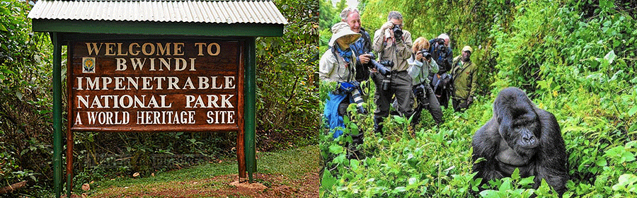 bwindi-forest-reserve Bwindi Impenetrable National Park