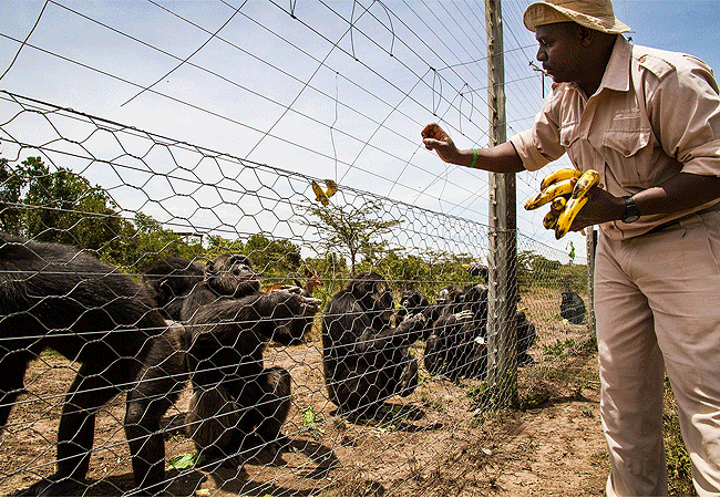 chimpanzees-feeding-times-830am-1230pm-and-2.00pm-430pm Ol Pejeta Conservancy Full Day Trip from Nanyuki
