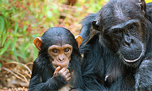 9 Days 8 Nights Tanzania Fly-in Luxury Safari Ngorongoro, Serengeti & Rubondo Island in Lake Victoria