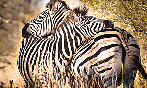 13 Days 12 Nights Tanzania Fly-in Safaris
