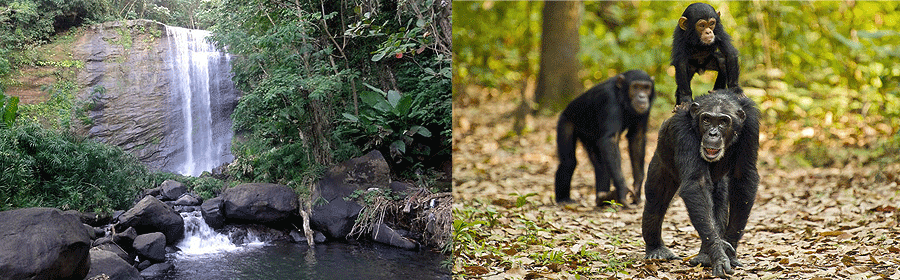 gombe-stream-1-day-safari Gombe Chimpanzee Excursions
