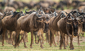 10 Days 9 Nights Kenya Safari – Tsavo West, Amboseli, Lake Naivasha, Lake Nakuru Day Trip & Masai Mara National Reserve (Driving) From Nairobi