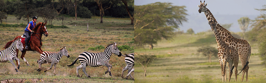 horseback-riding-day-trip Horseback riding Lake Naivasha Day Tour Sanctuary Farm