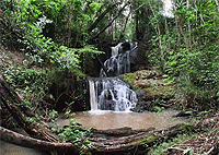 Karura Forest Reserve Nairobi 2 Hour Walking Tour – Kenya