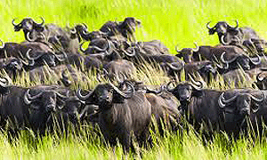 9 Days 8 Nights Tanzania Fly-in Safari Katavi National Park & Mahale Mountains National Park