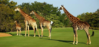 Kenya Golf Safari 7 Days/ 6 Nights Tour Package Kenya Golf Safari 7 Days/ 6 Nights Tour Package