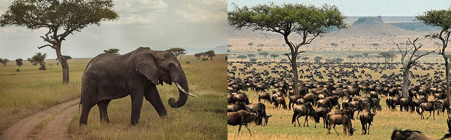 Kenya-safaris-10-days 10 Days 9 Nights Kenya Safari Holidays