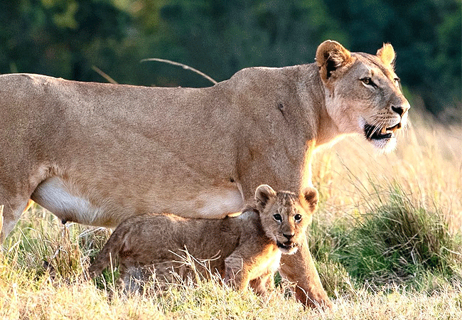 kenya-safaris-lion-and-cub kenya safaris