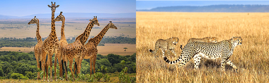kenya-tours-trips 9 Days 8 Nights Kenya Safari Holiday Tours
