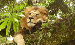 3 Days 2 Nights Tanzania Safari – Lake Manyara National Park (Driving) From Arusha