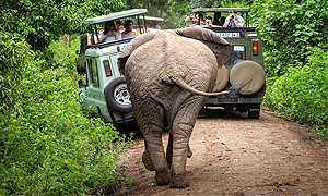 4 Days 3 Nights Tanzania Safari – Lake Manyara, Serengeti National Park & Ngorongoro Crater (Driving) From Arusha