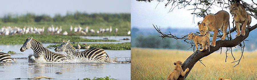 lake-manyara-park-safari Lake Manyara park