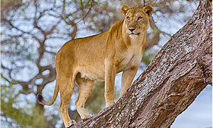 3 Days 2 Nights Tanzania Safari – Arusha National Park, Lake Manyara National Park & Ngorongoro Crater (Driving) From Arusha