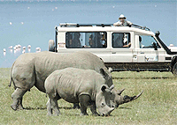Lake Nakuru + Lake Naivasha Day Trip Combo Safari from Nairobi – Kenya
