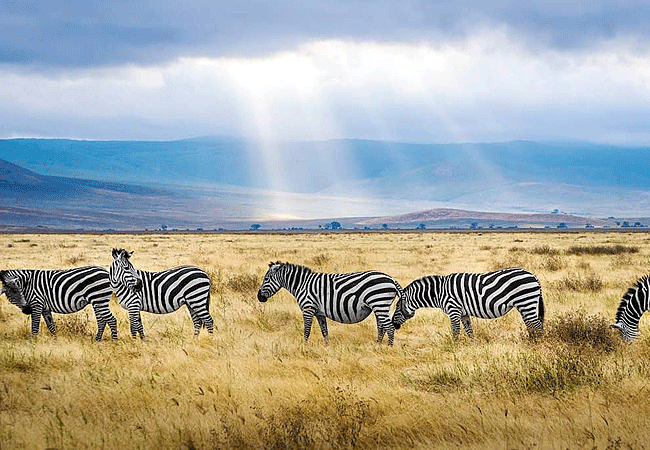 lemala-osonjoi-lodge-ngorongoro-crater-zebras Lemala Osonjoi Lodge Ngorongoro Crater Tanzania