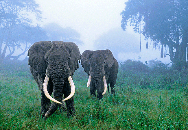 lemala-osonjoi-lodge-ngorongoro-elephants Lemala Osonjoi Lodge Ngorongoro Crater Tanzania