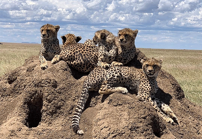 lemala-osonjoi-lodge-wildlife Lemala Osonjoi Lodge Ngorongoro Crater Tanzania