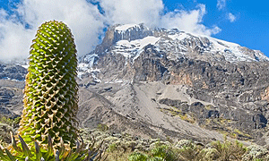 8 Days 7 Nights Climbing Mount Kilimanjaro (Lemosho Route) - From Arusha or Moshi Tanzania