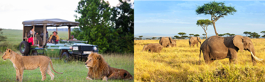 maasai-mara-safari-tours Masai Mara National Reserve