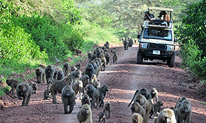 3 Days 2 Nights Tanzania Safari – Lake Manyara National Park & Ngorongoro Crater (Driving) From Arusha