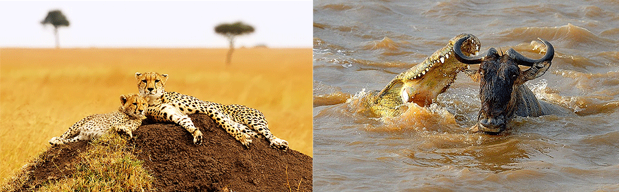 masai-mara-safaris-kenya Masai Mara Game Reserve