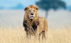 11 Days 10 Nights Kenya & Tanzania Bush & Beach Fly-in Luxury Safari Masai Mara & Zanzibar
