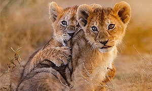 10 Days 9 Nights Kenya & Rwanda Fly-in Safari Lake Naivasha, Masai Mara & Volcanoes National Park