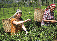 Mboi Farm Coffee & Tea Farm Nairobi Day Tour – Kenya